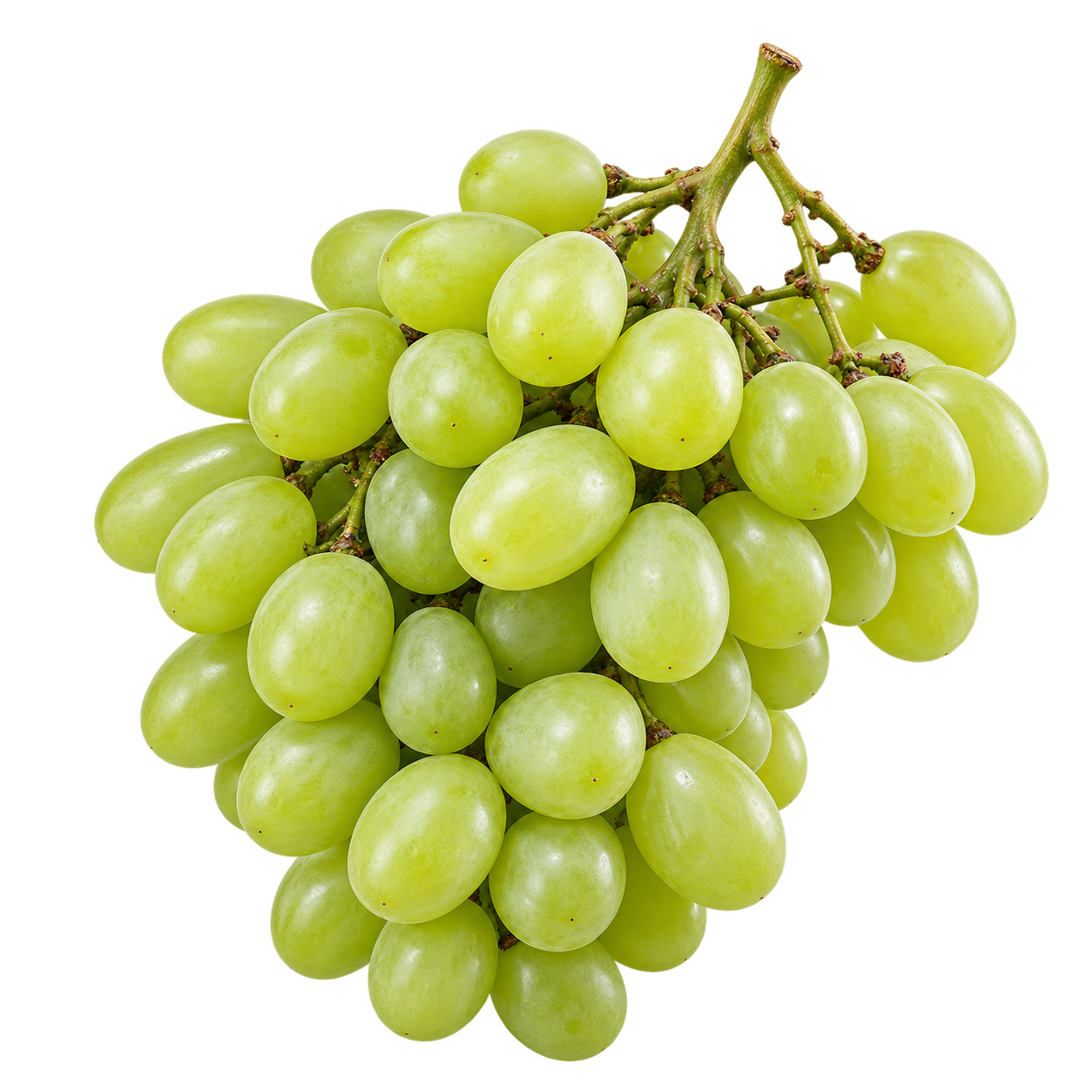 Indian Fresh Grapes - Pranavi TradeX